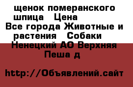 щенок померанского шпица › Цена ­ 45 000 - Все города Животные и растения » Собаки   . Ненецкий АО,Верхняя Пеша д.